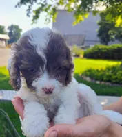 Prince, a male Cockapoo for sale in Carteret, NJ – 3 of 3