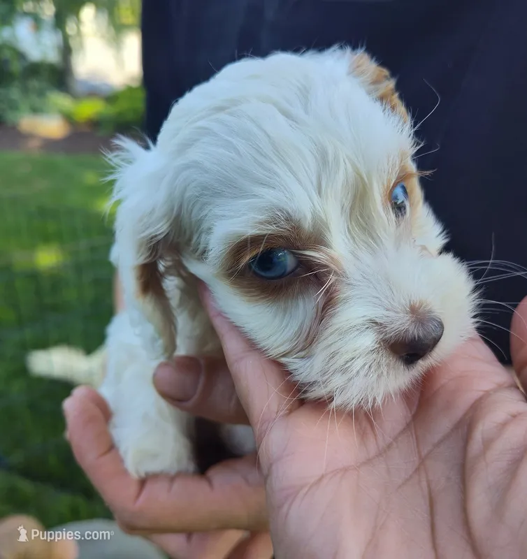 Alex – Cockapoo puppy for sale in Carteret, NJ