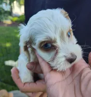 Alex, a male Cockapoo for sale in Carteret, NJ – 1 of 3
