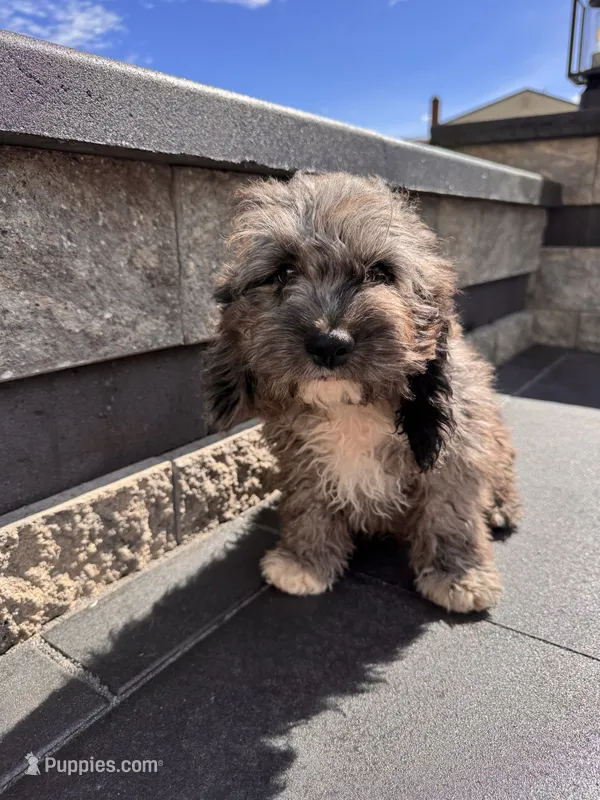 Oreo – Cockapoo puppy for sale in Carteret, NJ
