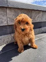 Bella , a female Cavapoo for sale in Carteret, NJ – 3 of 5