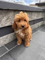 Princess, a female Cavapoo for sale in Carteret, NJ – 2 of 5