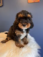 Papi, a male Cavapoo for sale in Carteret, NJ – 4 of 4