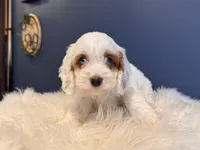 Alex, a male Cockapoo for sale in Carteret, NJ – 5 of 6