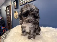 Merle , a male Cockapoo for sale in Carteret, NJ – 1 of 4