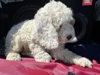 Freddy , a male Cockapoo for sale in Carteret, NJ – 2 of 4