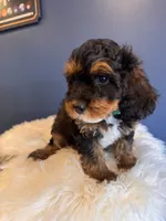 Papi, a male Cavapoo for sale in Carteret, NJ – 3 of 4
