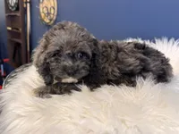 Oreo, a male Cockapoo for sale in Carteret, NJ – 3 of 4