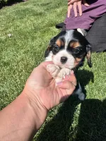 Trouble , a male Cavalier King Charles Spaniel for sale in Carteret, NJ – 2 of 3