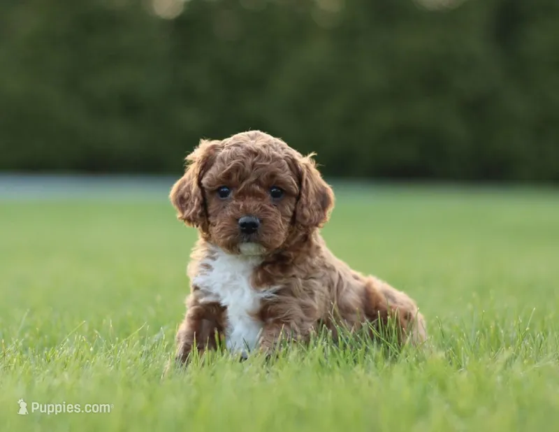 Morris – Cavapoo puppy for sale in Carteret, NJ