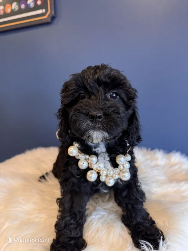 Tiny – Cavapoo puppy for sale in Carteret, NJ