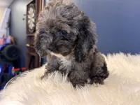 Oreo, a male Cockapoo for sale in Carteret, NJ – 2 of 4