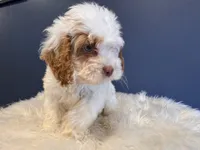 Tito, a male Cockapoo for sale in Carteret, NJ – 3 of 5