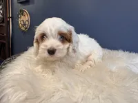 Alex, a male Cockapoo for sale in Carteret, NJ – 3 of 6