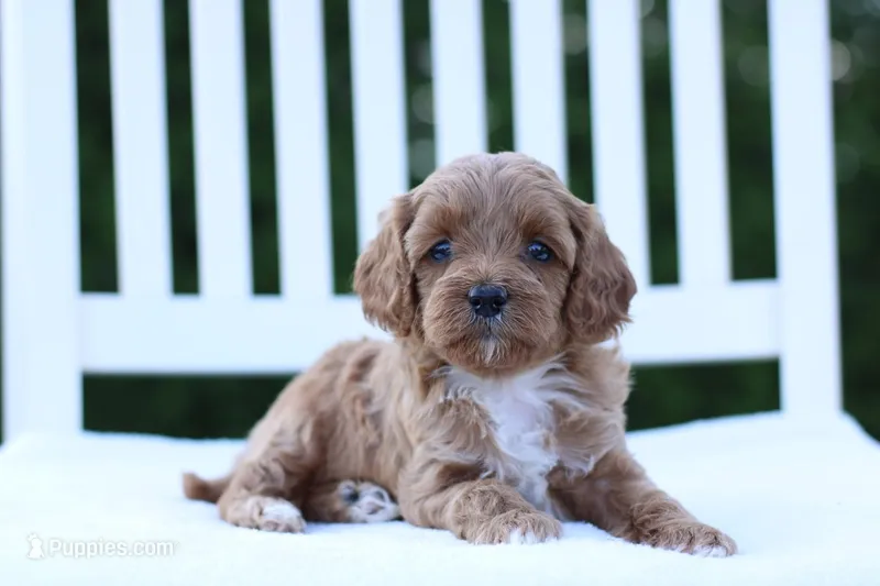 Ava – Cockapoo puppy for sale in Carteret, NJ