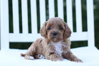 Ava, a female Cockapoo for sale in Carteret, NJ – 1 of 1