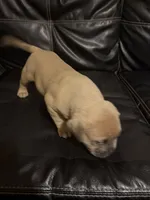 Bandit, a male American Bully for sale in Paterson, NJ – 2 of 3