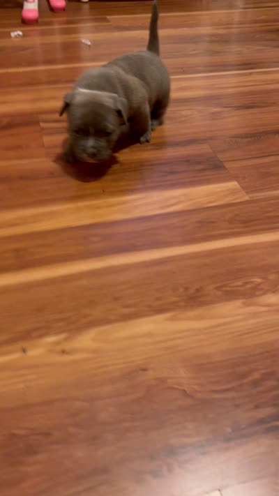 Red, a male American Bully for sale in Paterson, NJ – 4 of 4