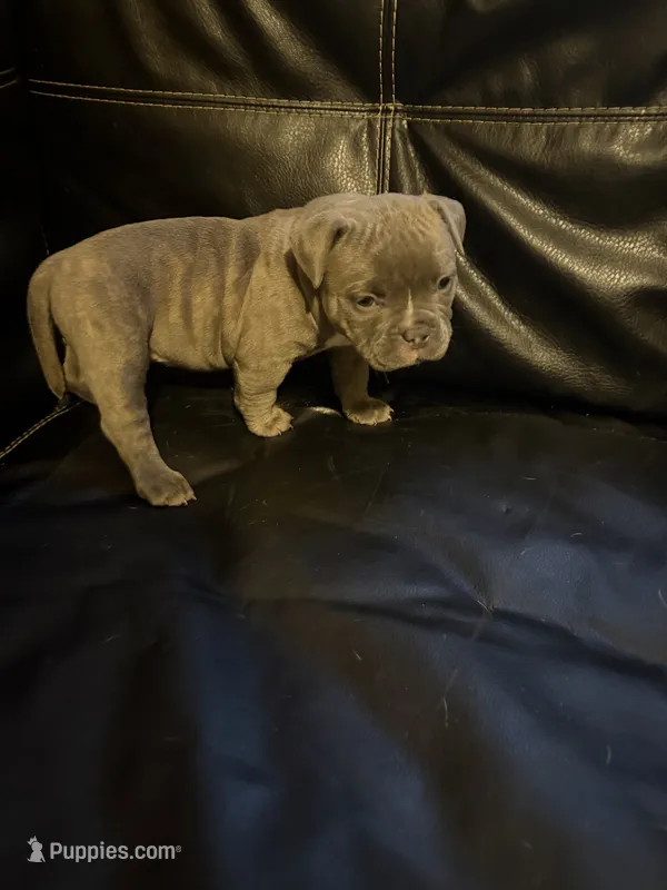 Jade – American Bully puppy for sale in Paterson, NJ
