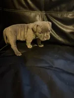 Jade, a female American Bully for sale in Paterson, NJ – 1 of 3