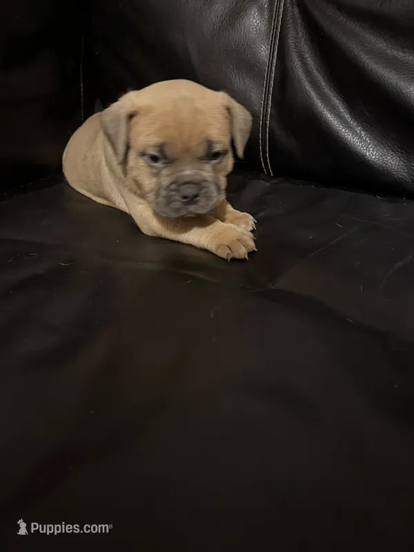 Bandit – American Bully puppy for sale in Paterson, NJ