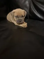 Bandit, a male American Bully for sale in Paterson, NJ – 1 of 3