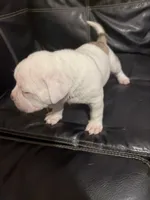 Micky, a male American Bully for sale in Paterson, NJ – 2 of 4