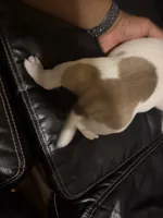 Micky, a male American Bully for sale in Paterson, NJ – 3 of 4