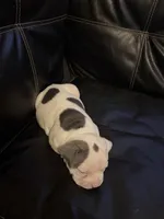 Spotty, a female American Bully for sale in Paterson, NJ – 3 of 4