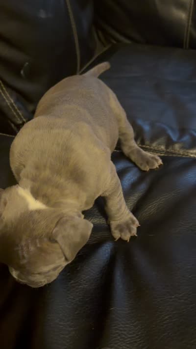 Jade, a female American Bully for sale in Paterson, NJ – 3 of 3