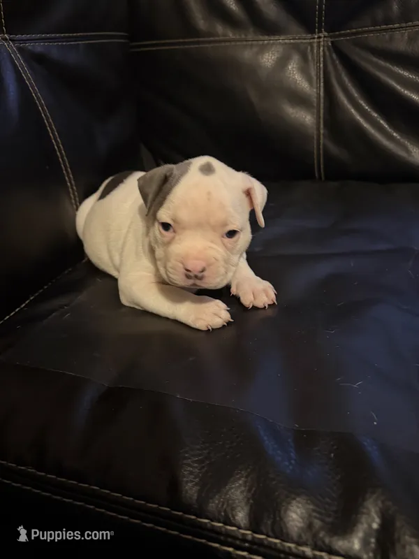 Spotty – American Bully puppy for sale in Paterson, NJ