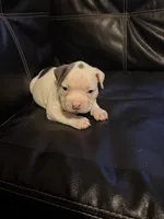 Spotty, a female American Bully for sale in Paterson, NJ – 1 of 4