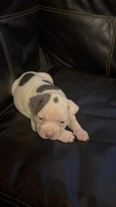 Spotty, a female American Bully for sale in Paterson, NJ – 4 of 4