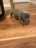 Red, a male American Bully for sale in Paterson, NJ – 2 of 4