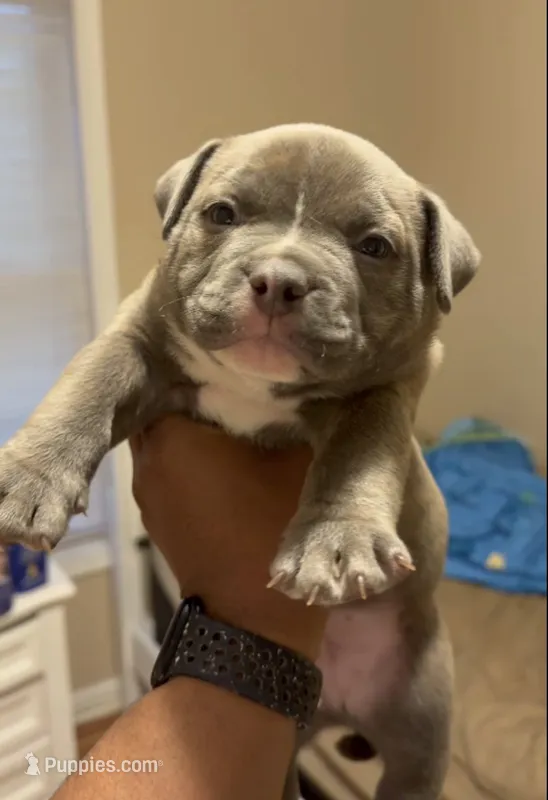 Red – American Bully puppy for sale in Paterson, NJ
