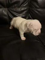 Micky, a male American Bully for sale in Paterson, NJ – 4 of 4