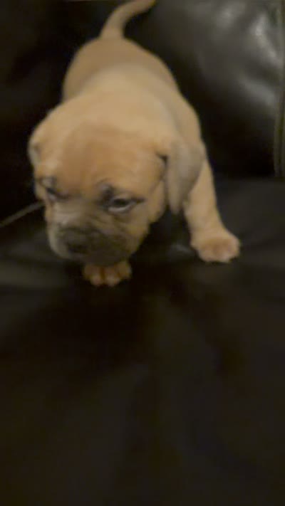 Bandit, a male American Bully for sale in Paterson, NJ – 3 of 3