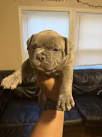 Jade, a female American Bully for sale in Paterson, NJ – 2 of 3