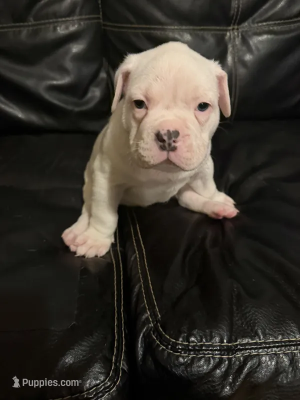 Micky – American Bully puppy for sale in Paterson, NJ