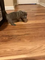 Red, a male American Bully for sale in Paterson, NJ – 3 of 4