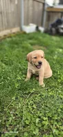 Labrador puppy , a female Labrador Retriever for sale in Milton, WA – Photo 2 of 3