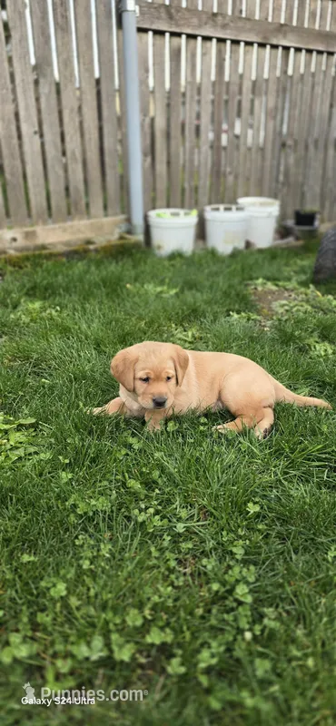 Labrador puppy  – Labrador Retriever puppy for sale in Milton, WA