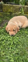 Puppy, a female Labrador Retriever for sale in Milton, WA – Photo 1 of 3