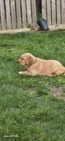 Puppy, a female Labrador Retriever for sale in Milton, WA – Photo 3 of 3
