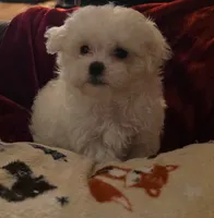 processed/3d7d29b0-42cb-4ac1-ae98-063cecb1eccf/listing/609100b3-29af-4f98-bd46-596afe3d7674/8385315d-3940-48a4-a884-c80b174dec31