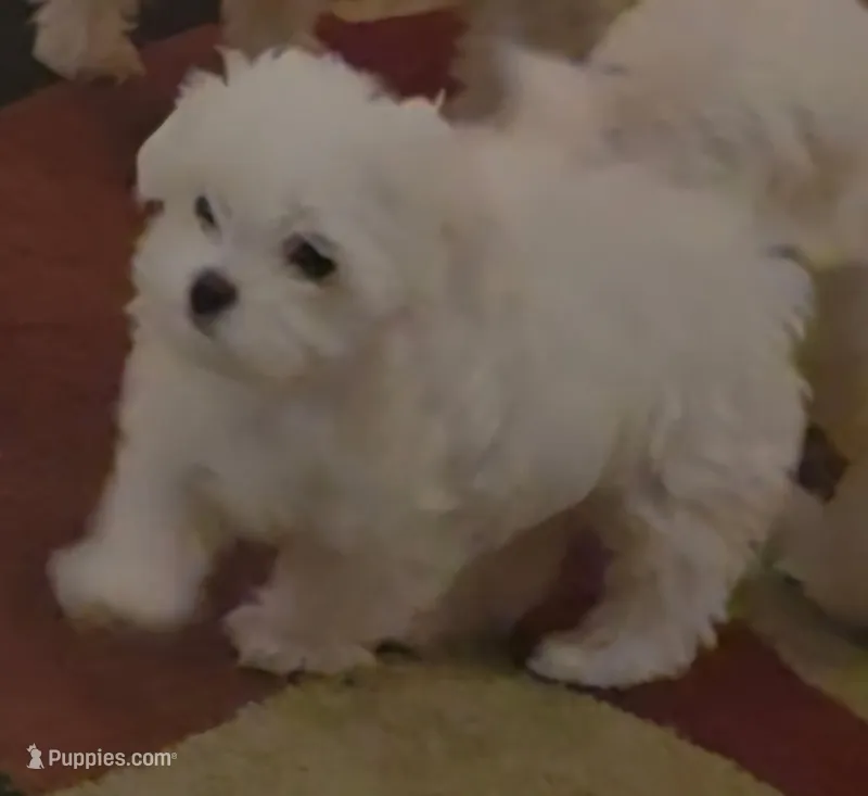 Bo – Maltese puppy for sale in Albany, GA
