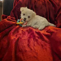 Daisy, a female Maltese for sale in Albany, GA – Photo 5 of 5