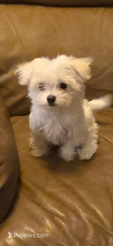 Daisy, a female Maltese for sale in Albany, GA – Photo 1 of 4