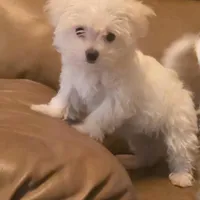 Daisy, a female Maltese for sale in Albany, GA – Photo 2 of 4