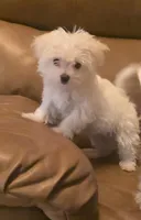 Daisy, a female Maltese for sale in Albany, GA – Photo 3 of 5